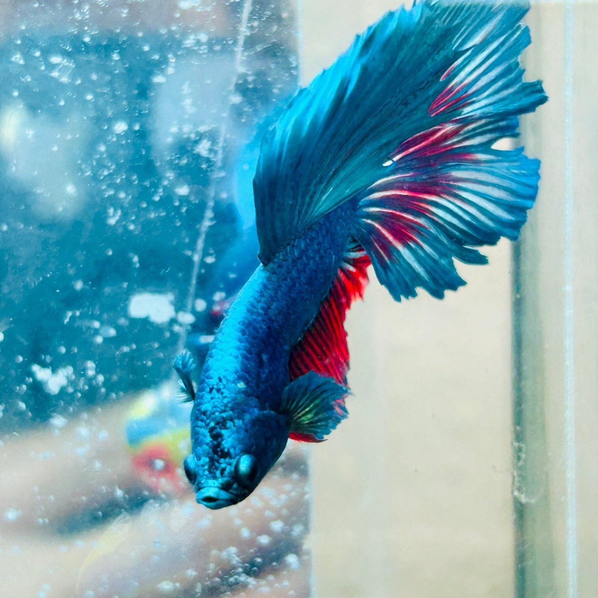 Halfmoon Turquoise Male Betta #030