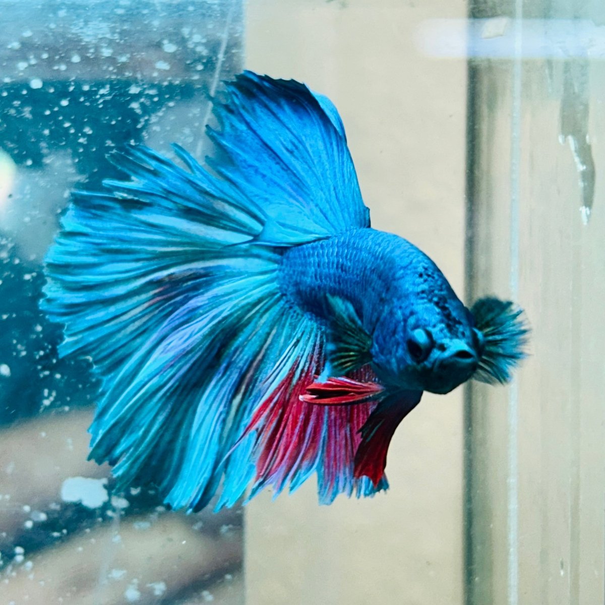 Halfmoon Turquoise Male Betta #030