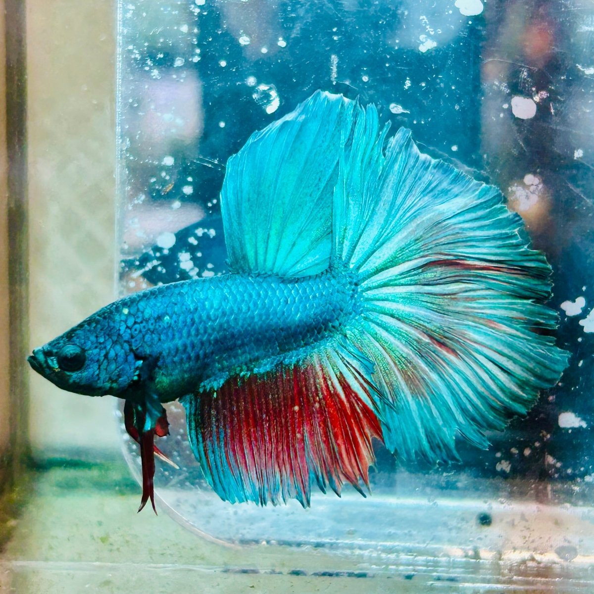 Halfmoon Turquoise Male Betta #030