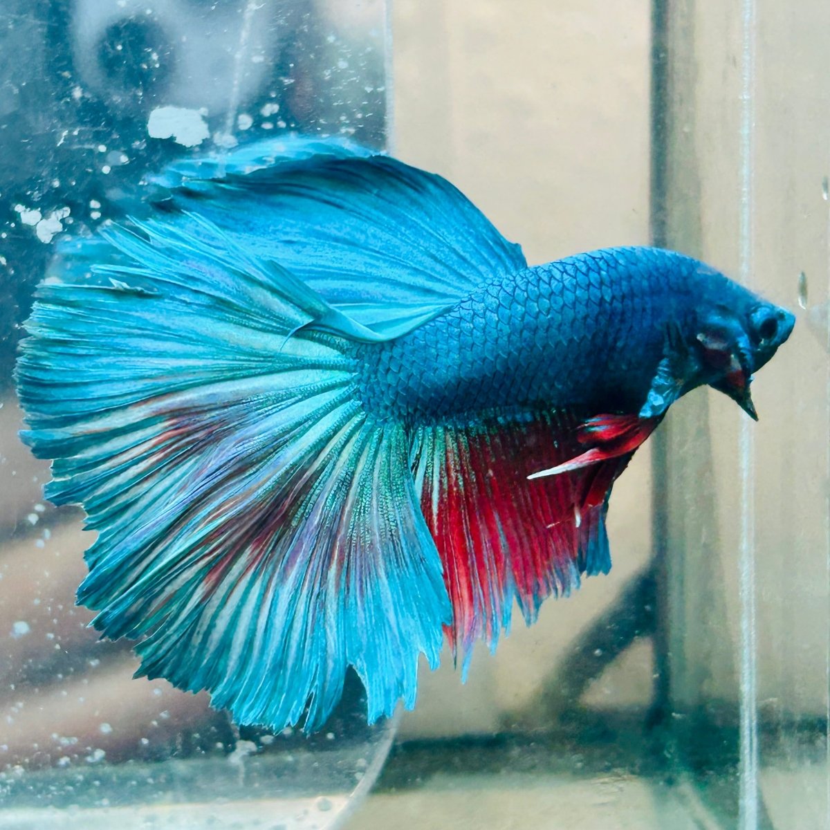 Halfmoon Turquoise Male Betta #030