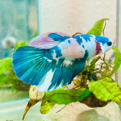 Halfmoon Turquoise White Candy Female Betta 115 Female betta