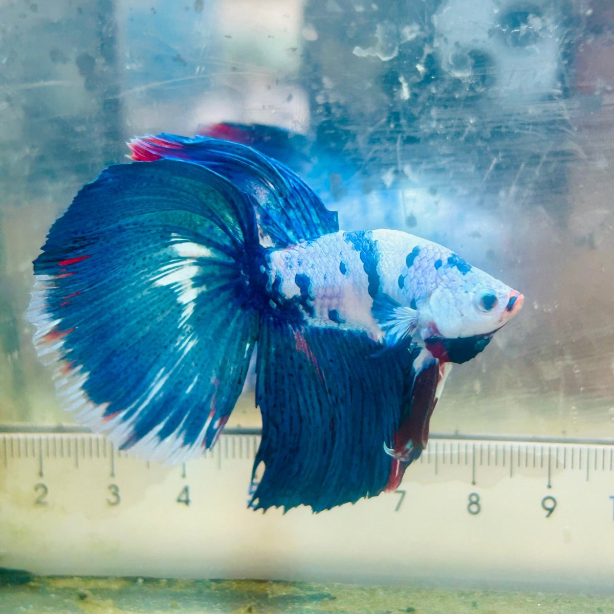 Halfmoon White Blue Candy Galaxy - Male Betta #Au39