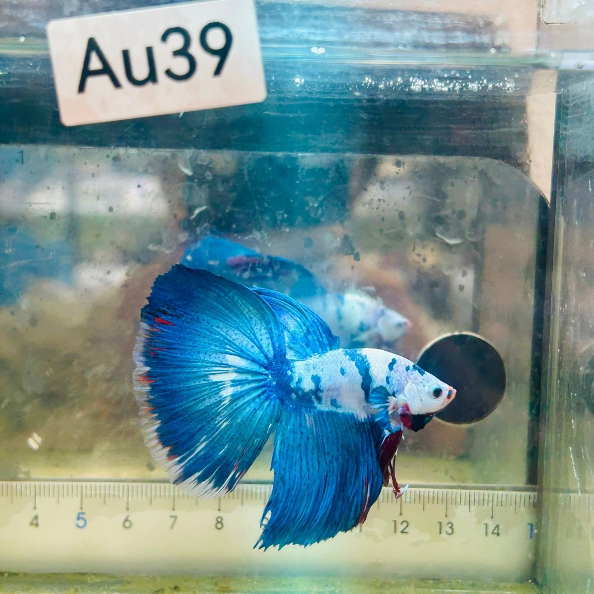 Halfmoon White Blue Candy Galaxy - Male Betta #Au39