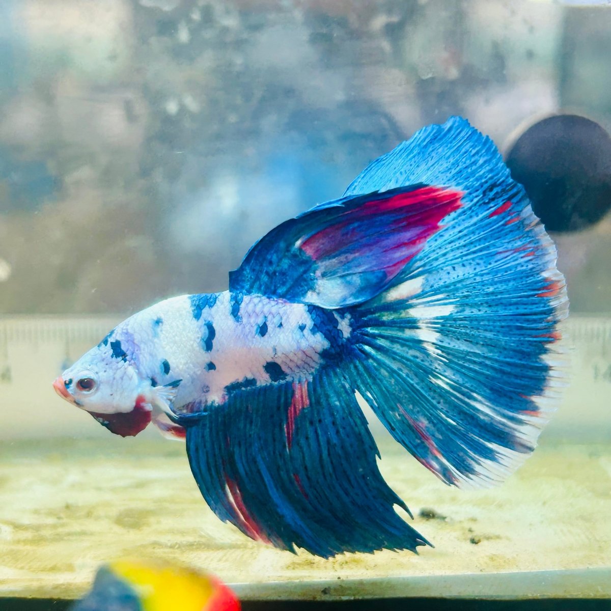Halfmoon White Blue Candy Galaxy - Male Betta #Au39