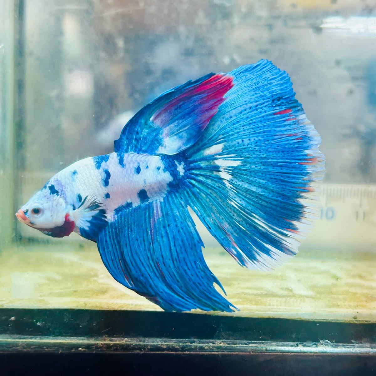 Halfmoon White Blue Candy Galaxy - Male Betta #Au39