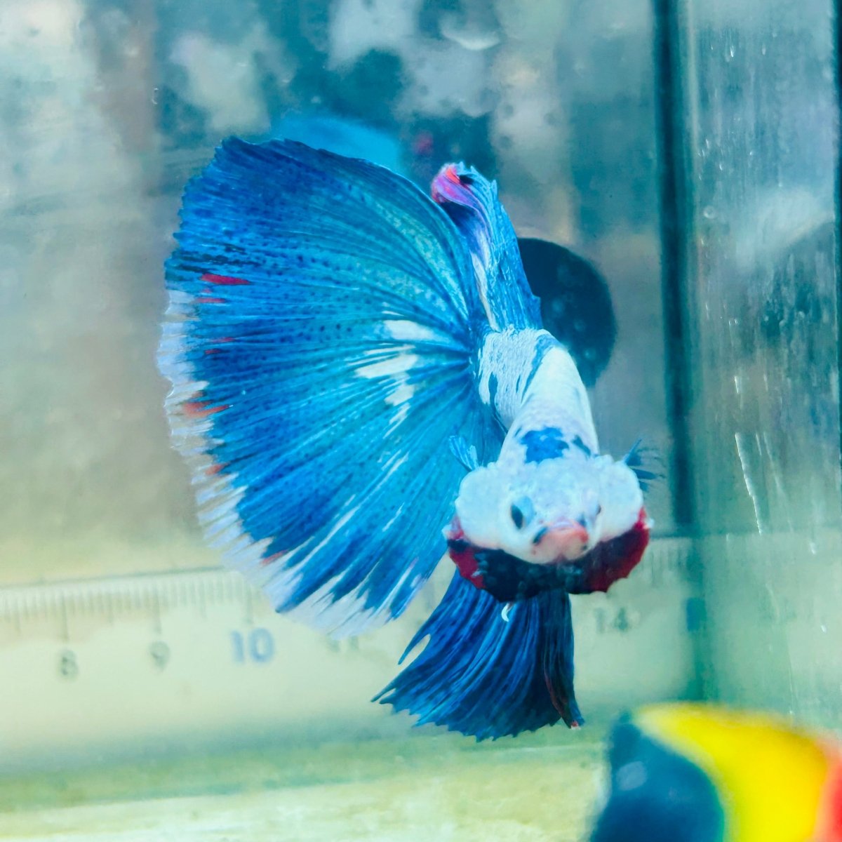 Halfmoon White Blue Candy Galaxy - Male Betta #Au39