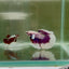 Halfmoon White Purple Male Betta N106