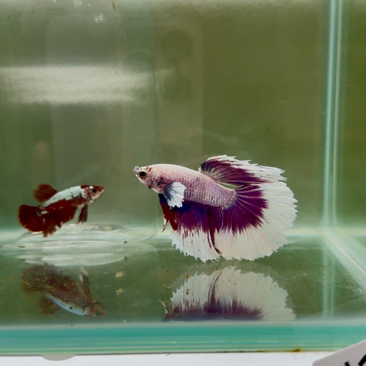 Halfmoon White Purple Male Betta N106