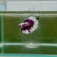 Halfmoon White Purple Male Betta N106