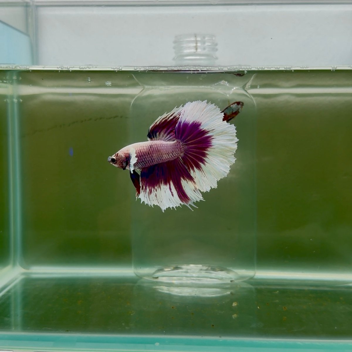 Halfmoon White Purple Male Betta N106