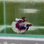 Halfmoon White Purple Male Betta N106