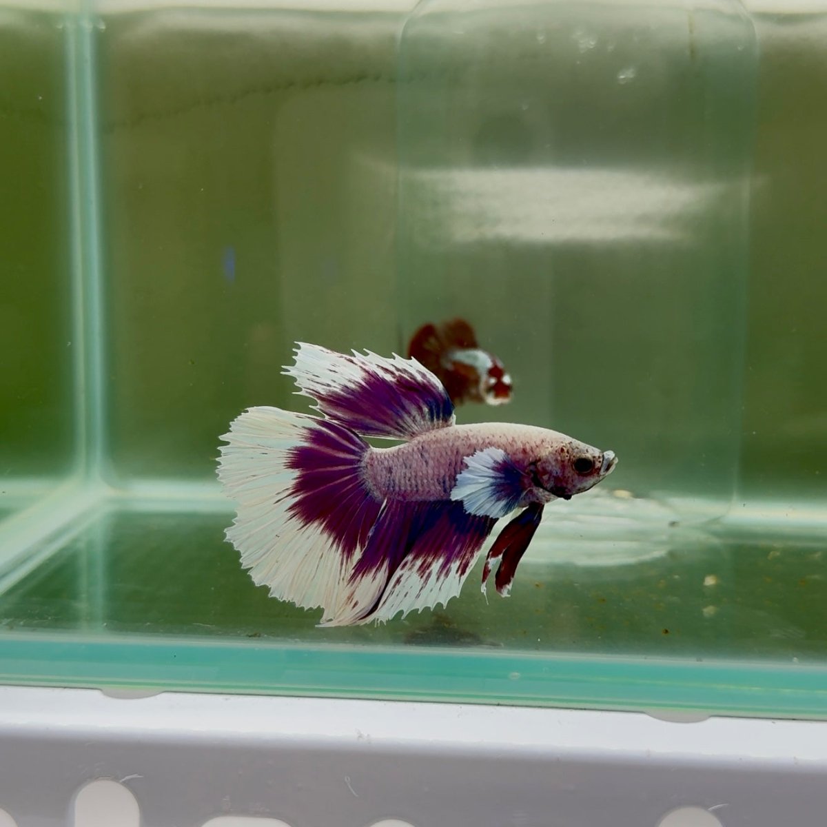 Halfmoon White Purple Male Betta N106