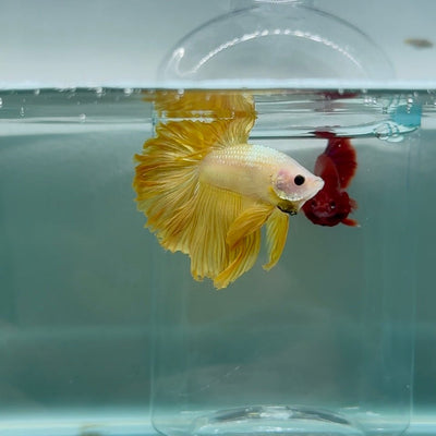 Halfmoon Yellow Copper Male Betta M07