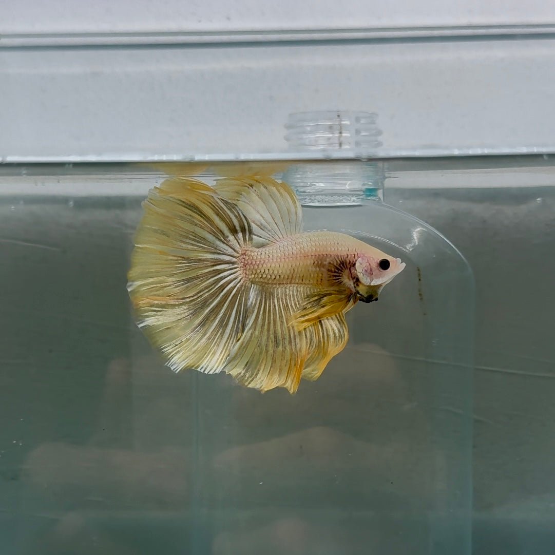 Halfmoon Yellow Male Betta 109