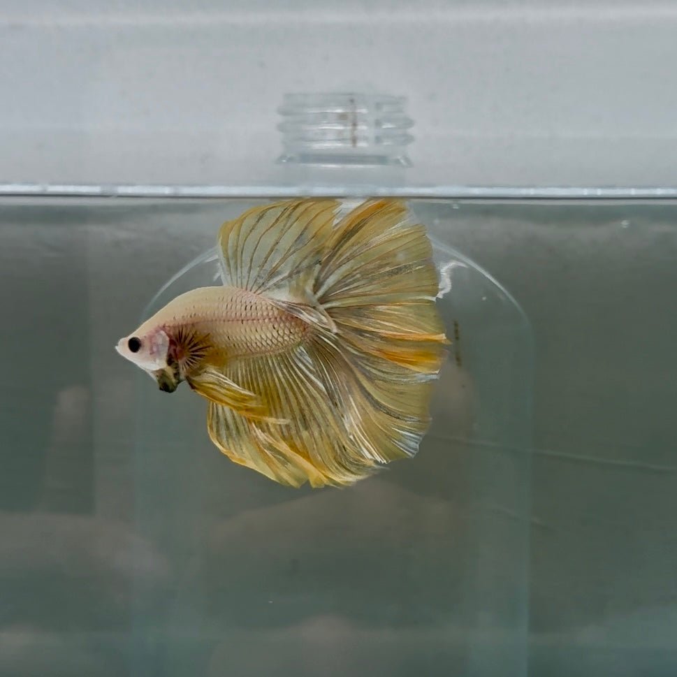 Halfmoon Yellow Male Betta 109