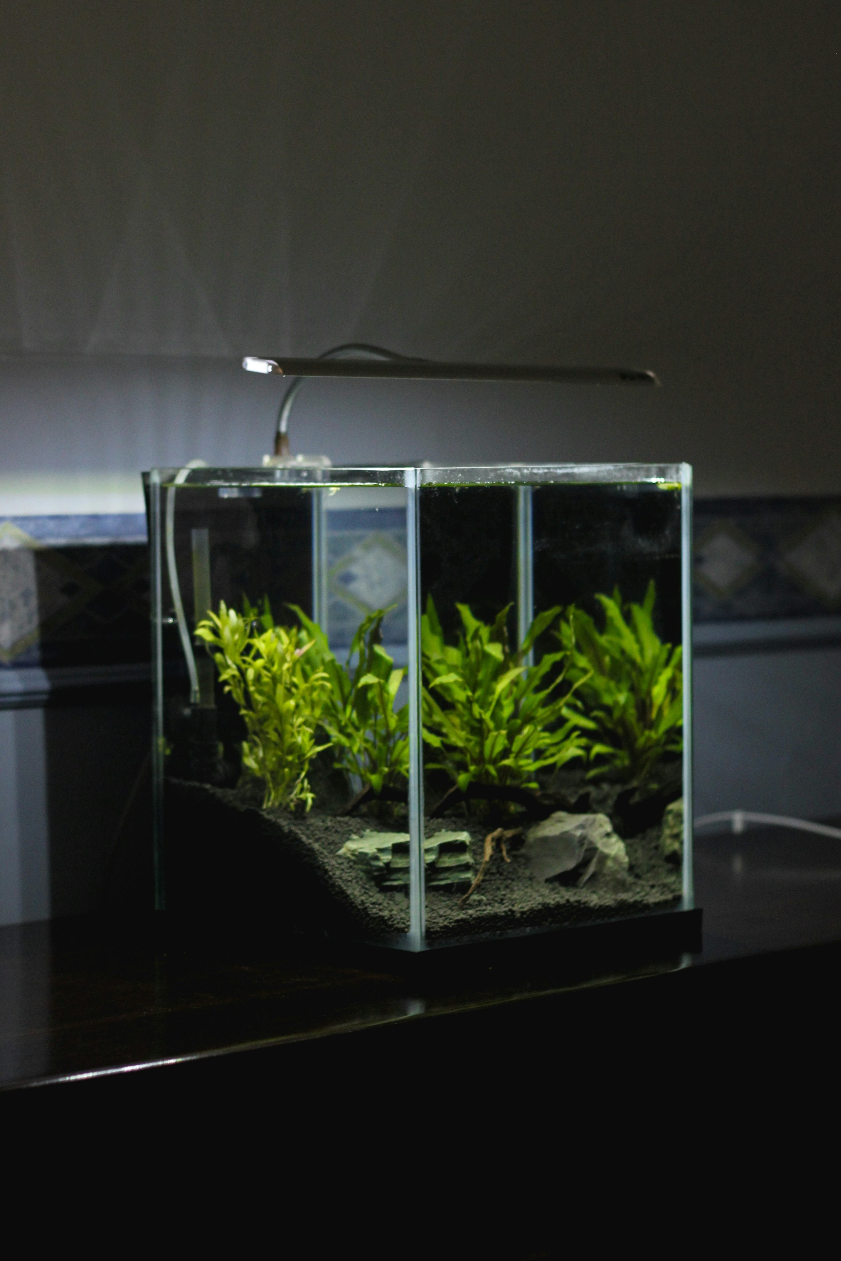 Planted community aquarium for livebearer fish.