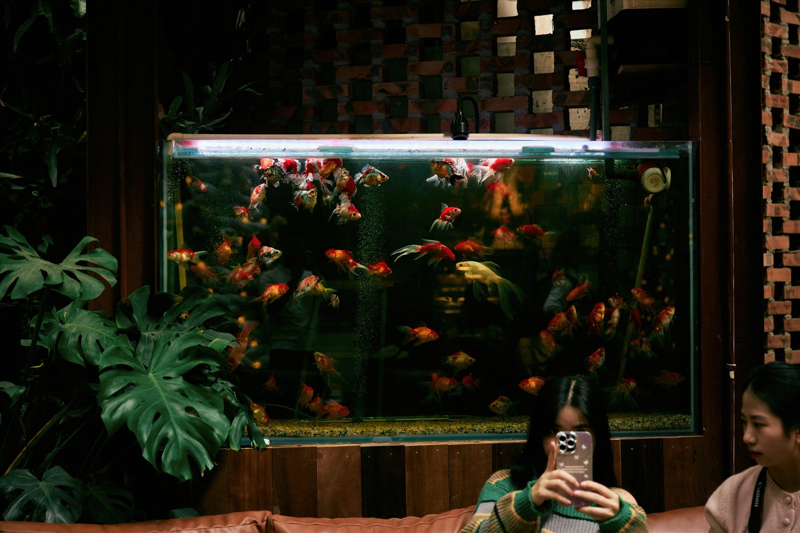 Customer aquarium with betta fish