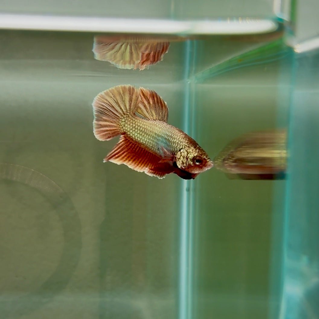 Hybrid Alien Copper S29 Plakat - Male Betta