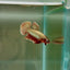 Hybrid Alien Copper S29 Plakat - Male Betta