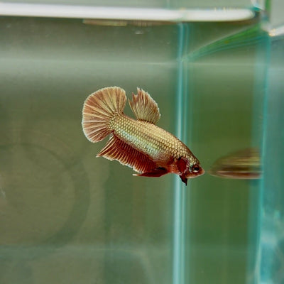 Hybrid Alien Copper S29 Plakat - Male Betta