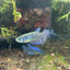 Hybrid Alien Neon - Female Betta
