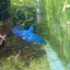 Hybrid Alien Neon - Female Betta