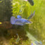 Hybrid Alien Neon - Female Betta