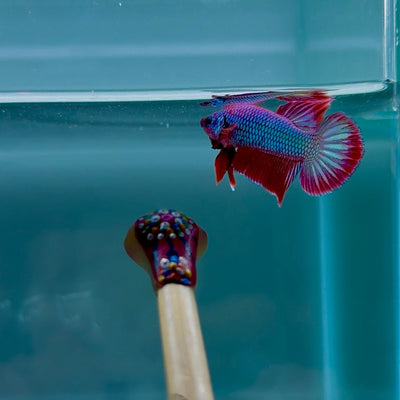 Hybrid Alien Pink S12 Plakat - Male Betta