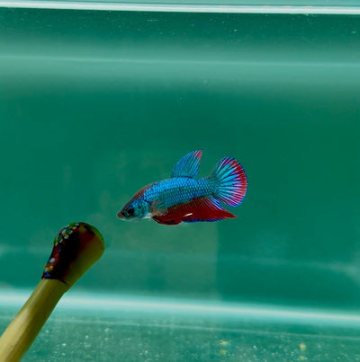 Hybrid Alien Purple Red S11 Plakat - Male Betta