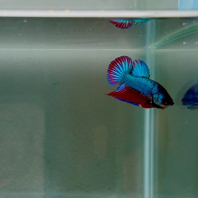 Hybrid Alien Purple Red S11 Plakat - Male Betta