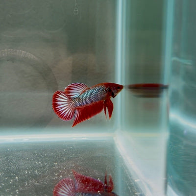 Hybrid Alien Red Light S30 Plakat - Male Betta