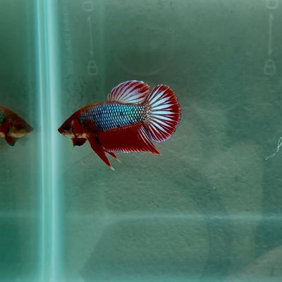 Hybrid Alien Red Light S30 Plakat - Male Betta