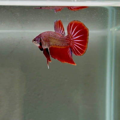 Hybrid Alien Splenden S27 Plakat - Male Betta