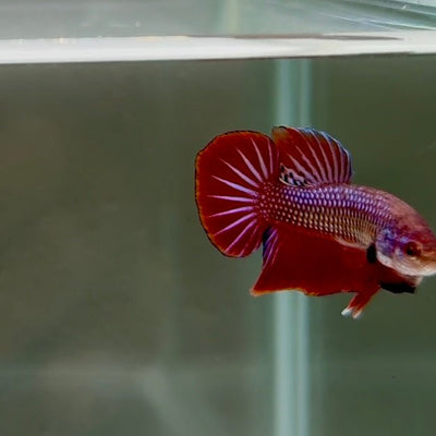 Hybrid Alien Splenden S27 Plakat - Male Betta