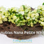 Anubias Nana Petite White - Free Shipping