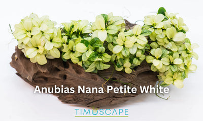 Anubias Nana Petite White - Free Shipping