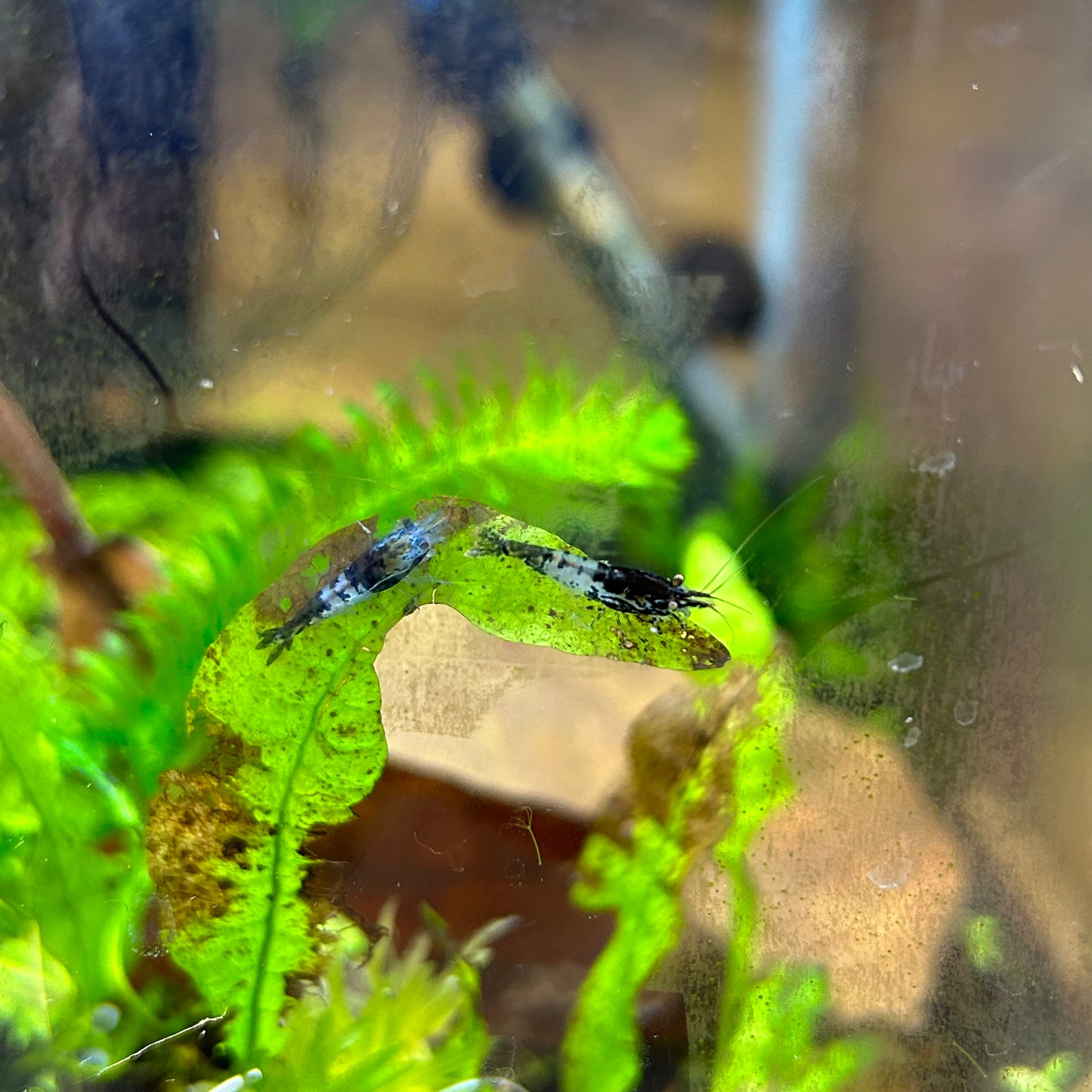 Black Rili - Good Grade