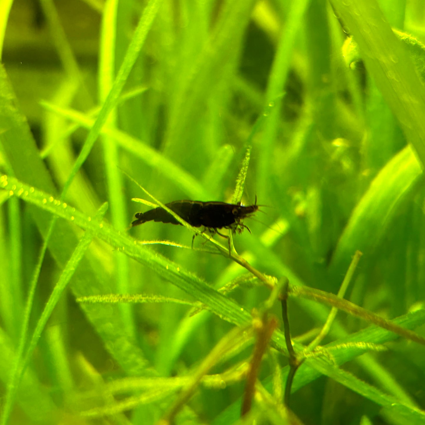 neocaridina shrimp black chocolate