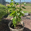 mulberry tree