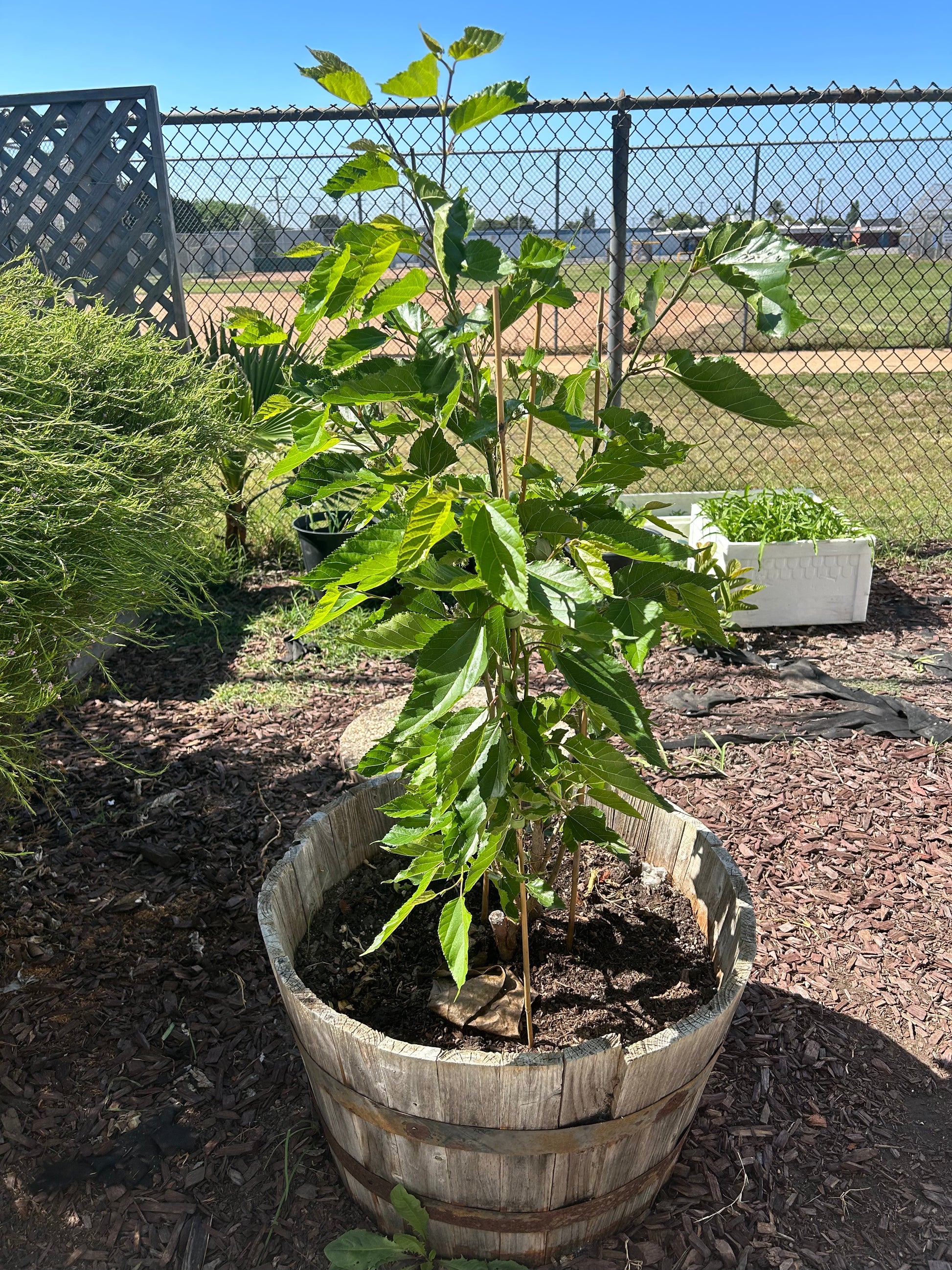 mulberry tree