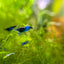 Tôm Blue Dream Neocaridina - Loại tốt