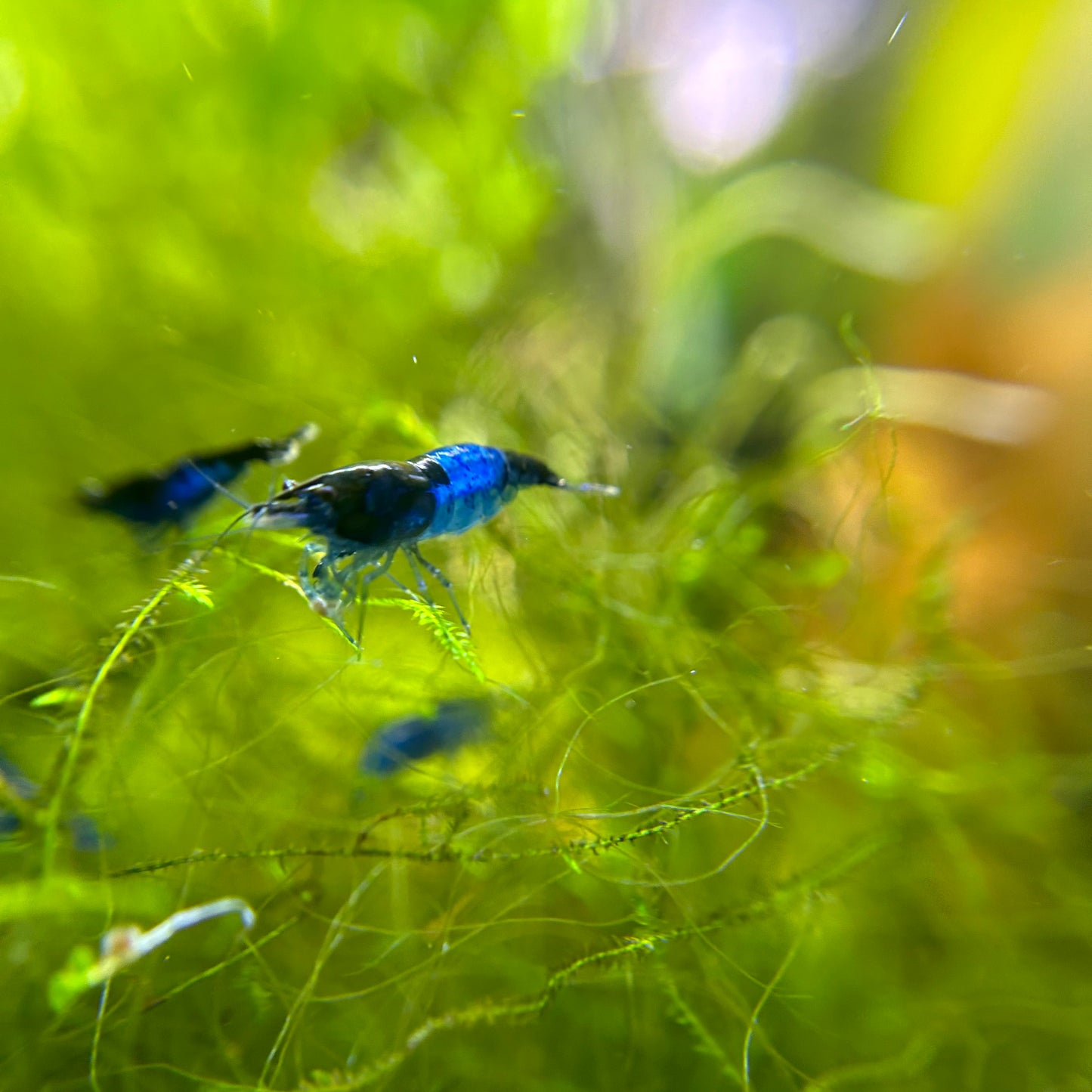 Blue Dream Neocaridina Shrimp - Good Grade