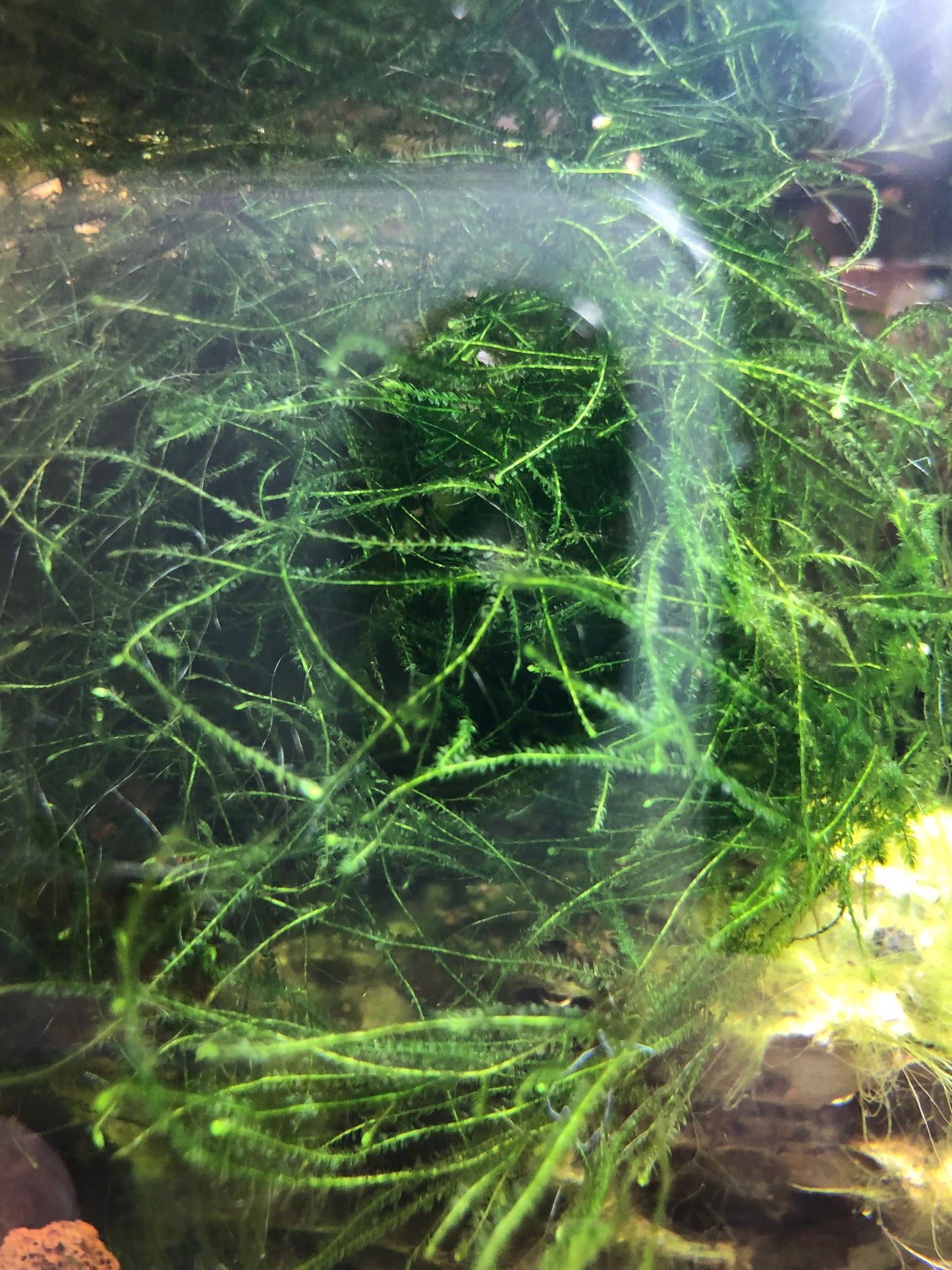 Java Moss