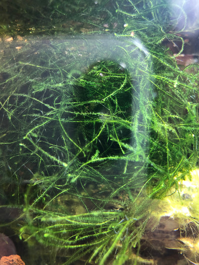 Java Moss