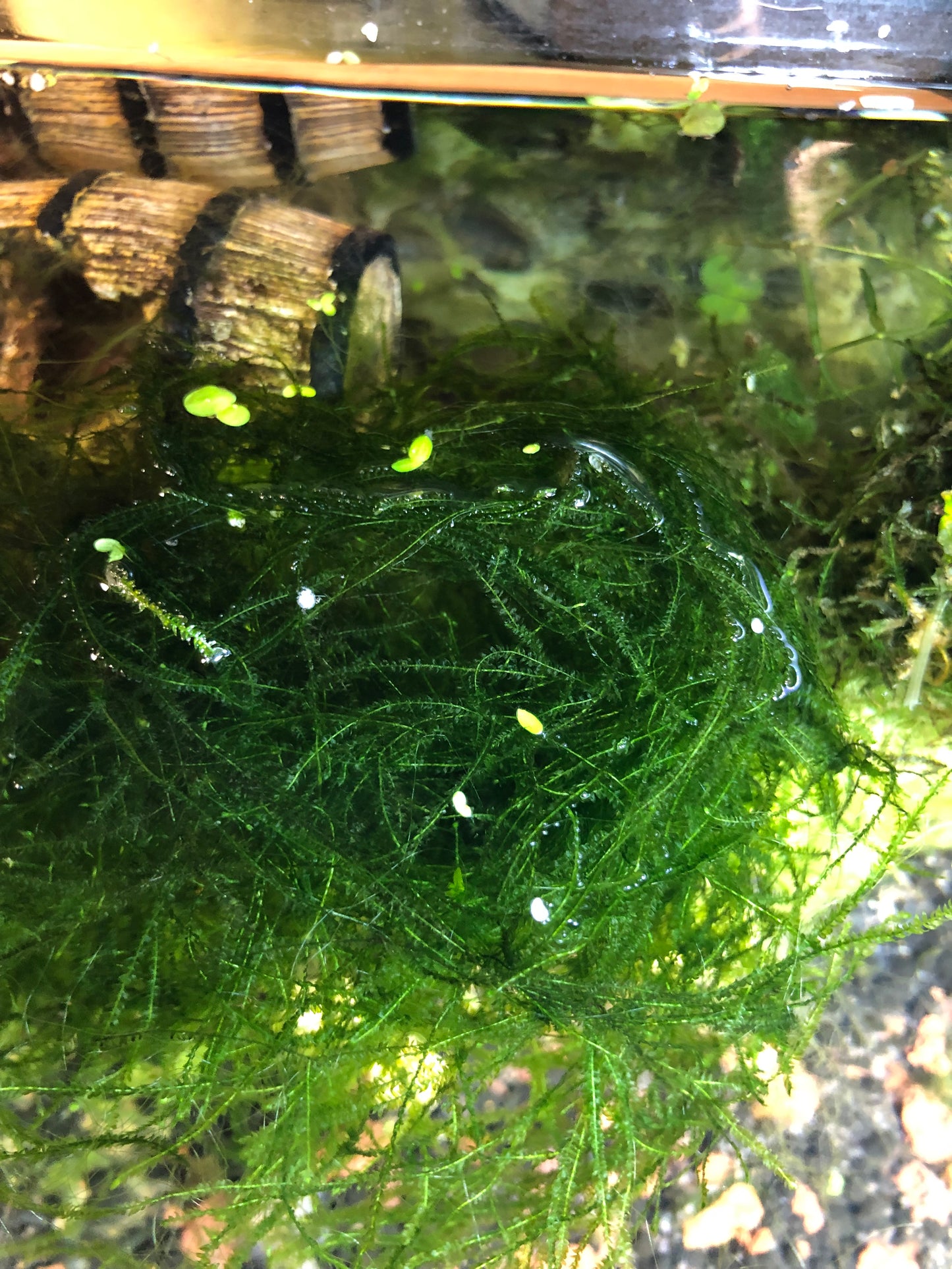 Java Moss