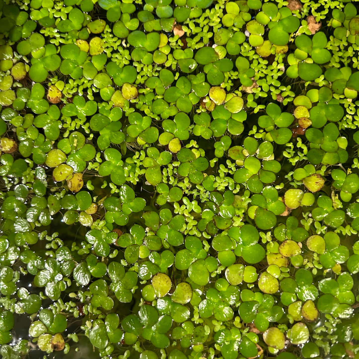 Lenteja de agua gigante (25+) Flotando viva