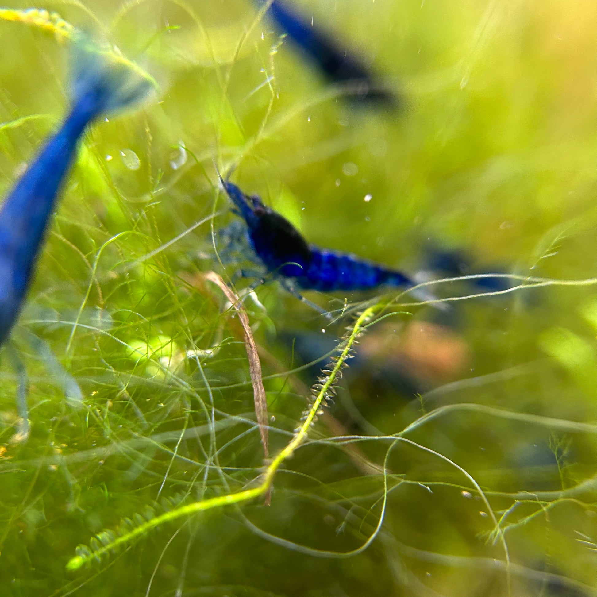 blue dream neocaridina shrimp