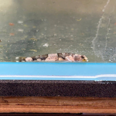 Indonesian Dragon Micro Goby (Schismatogobius risdawatiae)