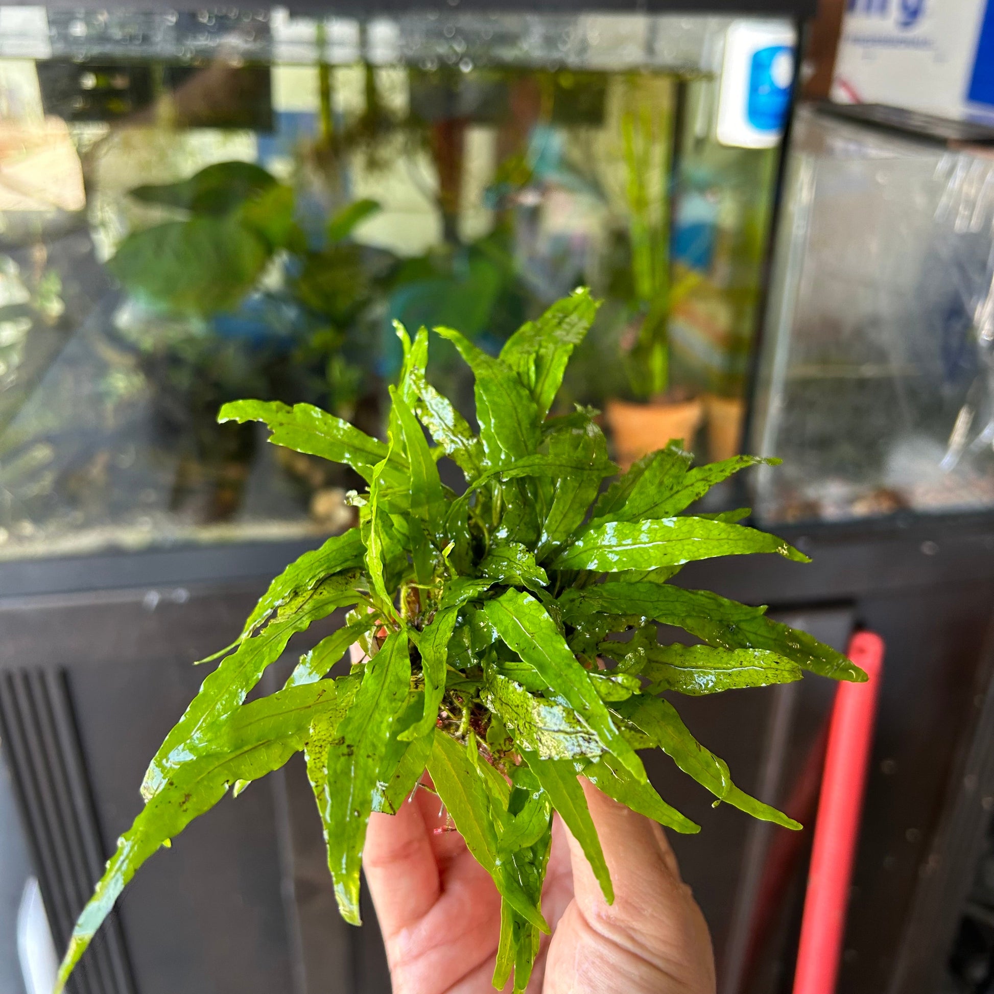 Java Fern