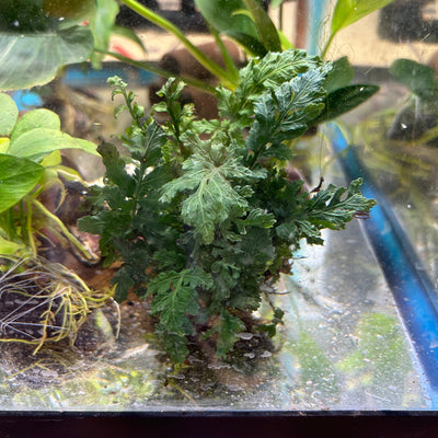 Java Fern Africa